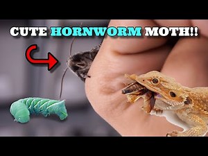 Cute Alien Looking Hornworm Moth Hatched! Hornworm Breeding For Your Bearded Dragons!!