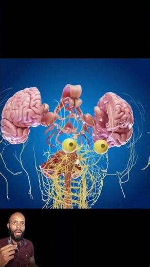 Functions of the Brain