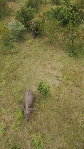 The iconic sighting of the Sabi Sand... Positioned in the north-east corner of the Sabi Sand Nature Reserve, our particular location is revered for its prime game viewing and is especially well known for its abundance of spectacular leopard sightings. #CheetahPlains | Cheetah Plains Private Game Reserve, Sabi Sands, South Africa