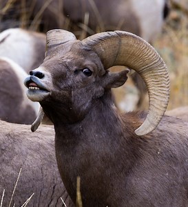 1.5K views · 21 reactions | During mating season, a ram curls his...