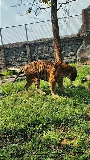 Up Close with a Majestic Tiger at the Zoo 🐯✨ #animals #zoo