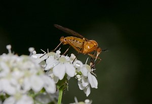 Fruit Flies vs. Gnats | Pictures and Proven Techniques to Get Rid of Them! - Pest Samurai