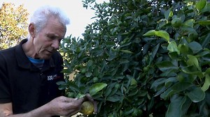 Problems with your fruit trees? A gardener's tips for treating different diseases and pests
