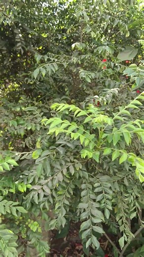 Curry Tree 🌲