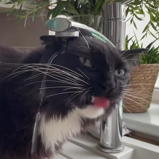 11M views · 51K reactions | We think this cat has a drinking problem... | Metro | Facebook