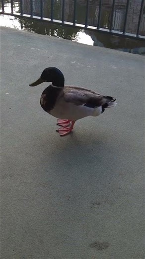 Ducks hanging out at Disneyland #themepark #disney
