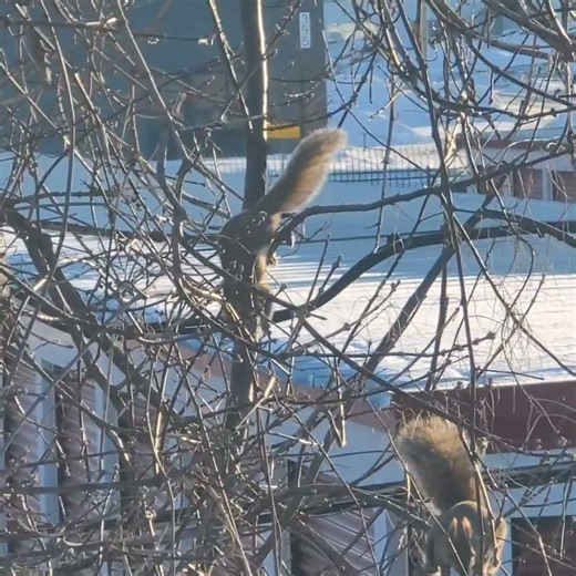 3 Crazy Squirrels Chasing Each Other Furiously #shortsfeed #shorts #cuteanimals