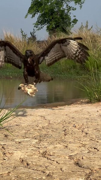 What Makes Eagles Perfect Killers #eagles #killers #nature