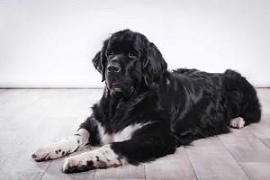 Newfoundland Dog: The Gentle Giant - K9 Web