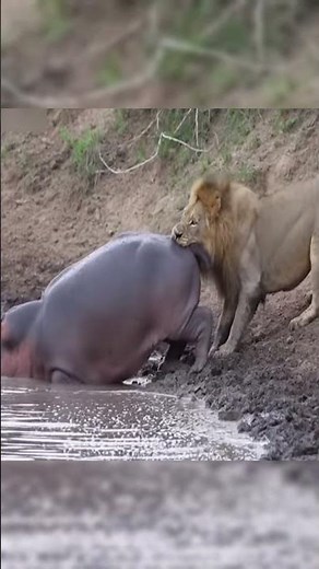 Fearless Male Lion Attacks Hippo In Dramatic Encounter