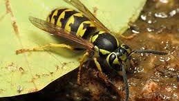 'It's not imaginary:' Yellow jackets, wasps and hornets are out in force. Here's why