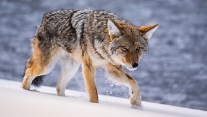 Sony FE 100-400mm Versus FE 200-600mm Lens Comparison