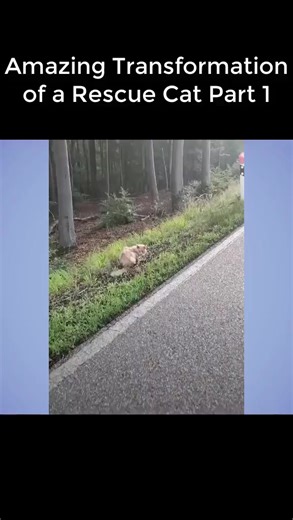 Amazing Transformation of a Rescue Cat Part 1.mp4 | Animals Rescue