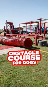 6.8K views · 108 reactions | “Obstacles” builds confidence!Trainer @_real_deal_dog_training_ Videography by @themilesmeyer | European Doberman Stud | Facebook