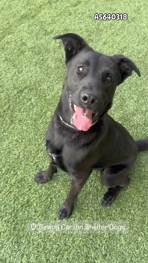 ✳️✳️ID: #A5640318 ↩️💖He was found near 400 MLK Street Carson #labsofinstagram #labradorretriever #savingcarsonshelterdogs 🔹Lab Retriever 🔹 AGE:1 years🔹 male 🔹 ARRIVED:7/19🔹 ON HOLD UNTIL: 7/23🔹 Carson Shelter - 310-523-9566 for INFO🔹 Mon-Sat 11-5pm, Closed Sunday🔹216 W Victoria St. Gardena, CA 90248_______________________________________________💗💗 WANNA FOSTER? If you're in LA, OC, San Bernadino or Riverside County and would like to apply to foster a Carson pup, please visit CarsonFos