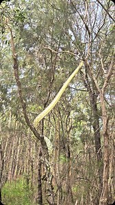 1.8M views · 2.4K reactions | Watching a Python climb never gets old  Their ability to stretch while holding onto the tiniest branch with an inch of their tail is admirable. Although, the birds don’t seem too happy! Do you guys like watching snake behavioural videos like this? Let us know! #carpetpython #coast #australia #qld #moretonbay #nonvenomous #climbing #snakeclimb #birds | Sunshine Coast Snake Catchers 24/7 | Facebook