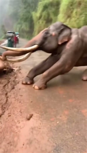Powerful Elephant Stops Bus from Falling Off a Steep Cliff #shorts