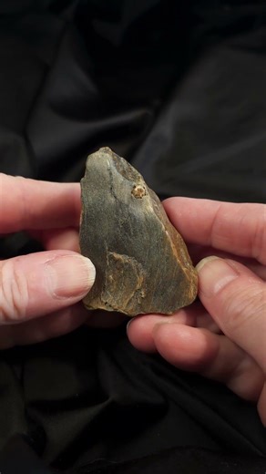 Fat slice of petrified wood #fossil #rockhounding #fossil