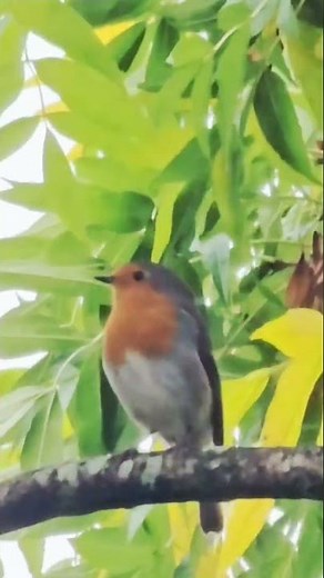 UK garden bird/Robin bird song part 2