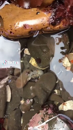 Mostlymarine on TikTok