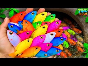 I get colorful ornamental fish in tiny pond, guppy fish, platy fish, goldfish, baby turtle, eel, koi
