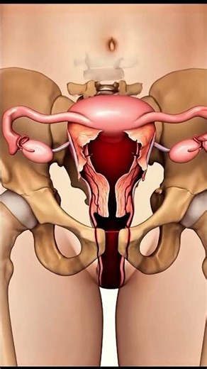 )👉 “How Periods Happen: Understanding the 7-Day Menstrual Process | MedInfo UK”#MenstrualHealth