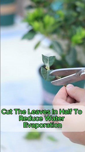 Propagate Gardenias in 2 Easy Steps! 🌼🌱