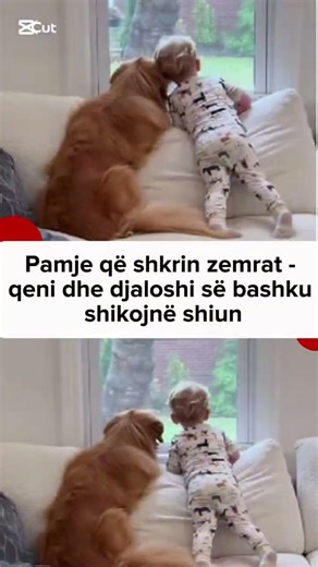 Pamje që shkrin zemrat - qeni dhe djaloshi së bashku shikojnë shiun