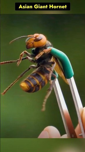 "Asian Giant Hornet – The Most Dangerous Insect 😱