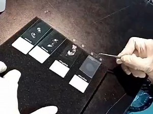 RNA FISH实验操作