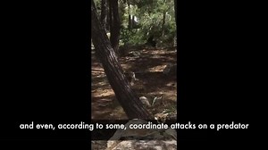 #FFS 584: There are about 45 living species of crow, with more than 15 different fossil forms of their corvus genus known to archaeologists. #fossils #animalbehavior #birdperson #birds Video Credit: Zachary Rand | Fun Fact Science with Kovi