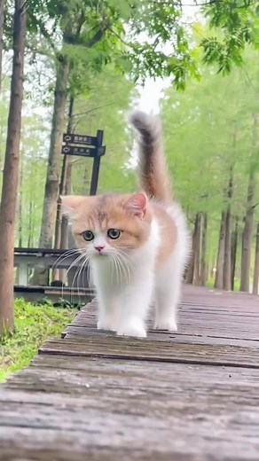 Cute Baby Kittens Meowing Videos Compilation | Adorable Small Cats