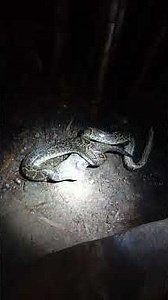 Python eating wild cat (Part 1)