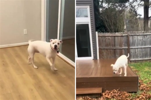 Apartment dog realizes he has first backyard, response doesn’t disappoint