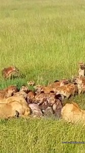 1K views | Hyenas Vs Lion's Fight For Prey | Animals Life | Facebook