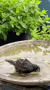 Bird baths are brilliant because - as well as giving birds access to drinking water in this hot weather - they don't take up a lot of space, and they can offer great bird theatre! They sometimes queue up to use ours. Bird baths shouldn’t be too deep - ideally with a range of depth s from 1 - 4 inches, according to the RSPB. They also need a rough surface so birds don’t slip. Change the water each day and clean them out once a week to stop the spread of disease. Site the bird bath out of full sun