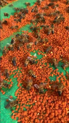 Bees Crowding Pollen Area 🐝 | Natural Hive Behavior