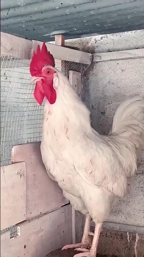 Chicken rooster crowing sounds 🐓 #birds #roosterfarm