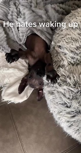 Lazy dog. #xolo #xoloitzcuintli #maximo #xoloitzcuintle #hairless #puppy #bat #dogsofttiktok #puppysoftiktok #mexicanhairless #lazy #sleepy #wakeup