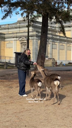 Feeding Deer at Nara Park in Japan