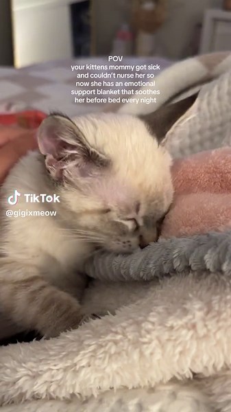 Lynx Point Siamese Kittens Nursing Purr Sounds for Relaxation