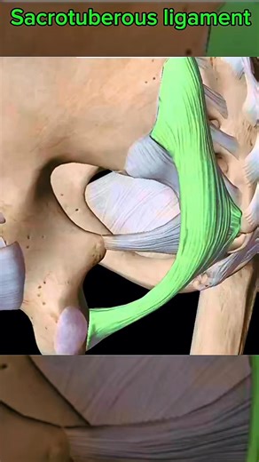 Sacrotuberous ligament 🦵 #ligaments #anatomy | Dr. Ishtiaque Arafat