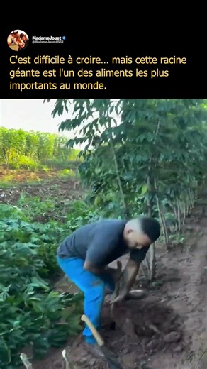 This giant root hidden underground is one of the most consumed foods in the world. 🌱🤯