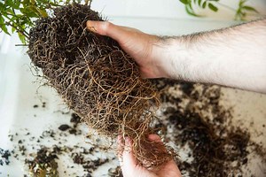Teasing the Rootball of Plants: Why and How to Do It