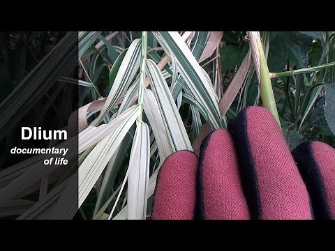 Giant reed (Arundo donax)