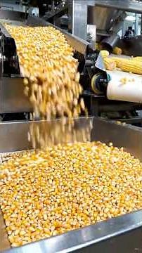 How Corn Milk is Made in a Factory Complete Industrial Processing Line