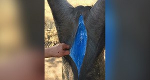 What's the Real Story on the Blue Fat in This Pig That Has the Internet Buzzing?