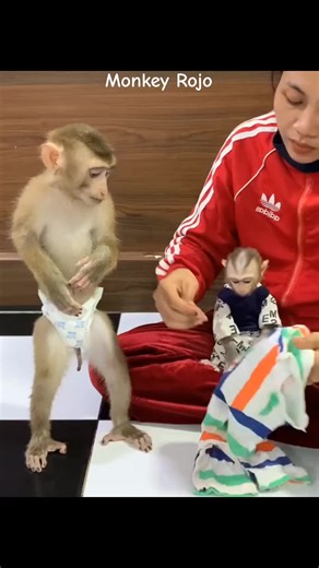 Amazing Monkey Facts and Wildlife Education