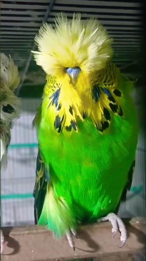 Secrets of Australian Parrot Breeding: Tips & Techniques