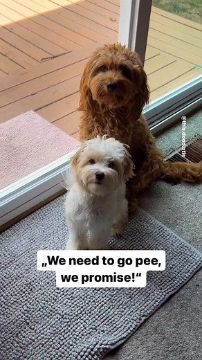 1.7M views · 16K reactions | We need to go pee, we promise! | this.dood.otis | Facebook